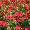 Four O'Clock Flower Seeds Mirabilis Jalapa Tropical Ornamental Flowering Plant
