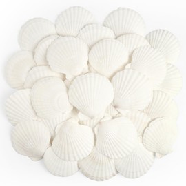 TaoQ C 20 PCS Scallop Shells Natural Seashell, 6cm-8cm White Scallop Shells Large Seashells for Crafts Wedding Decor Beach Theme Party, Vase Filler