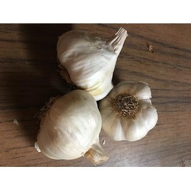 German Red Hardy Garlic 2 Nice Sized Bulbs! Great for Fall Planting! Non GMO, Great for Winter Weather and Long Storage! Easy to Grow!