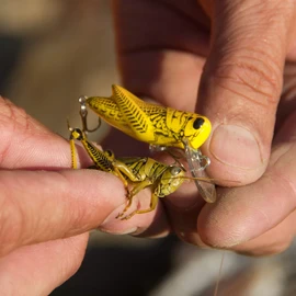 Rebel Señuelos Crickhopper Señuelo de Pesca (1 1/2 Pulgadas, Saltamontes Amarillos)