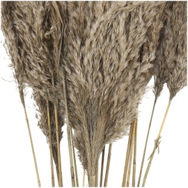 Deco 79 Dried Plant Pampas Home Decor Natural Foliage Natural Dried Foliage with Long Stems, Foliage for Decoration 2" x 1" x 35", Brown