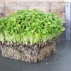 Leisure Splits Cilantro Seeds - 1 Lb - Non-GMO Herb