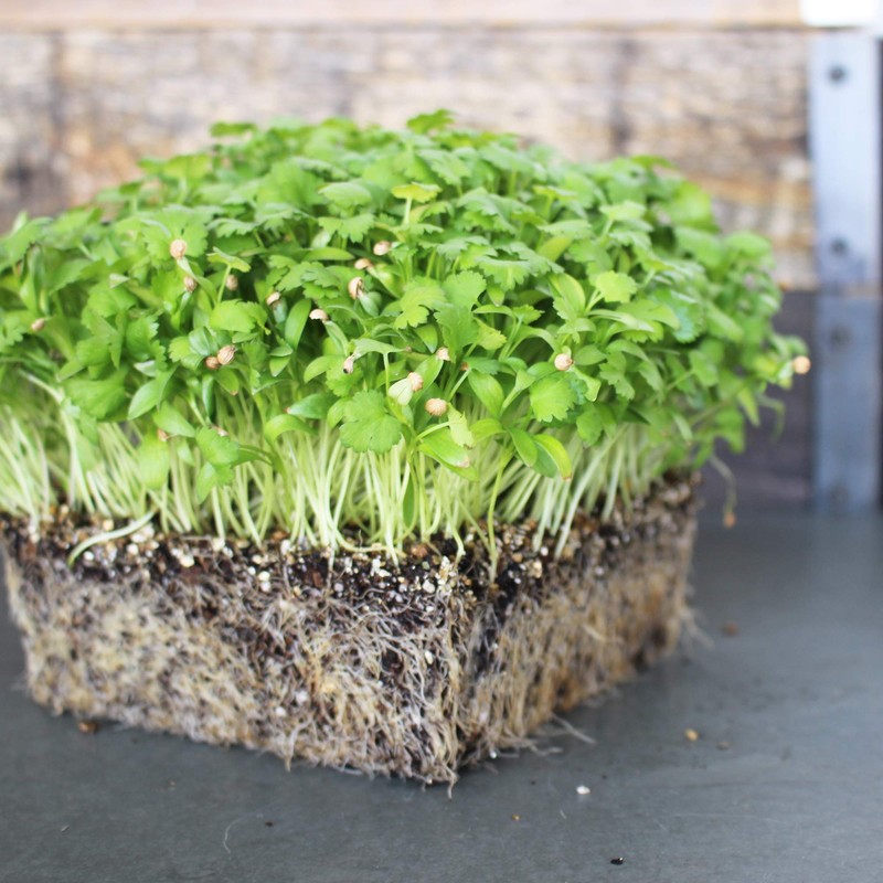 Leisure Splits Cilantro Seeds - 1 Lb - Non-GMO Herb