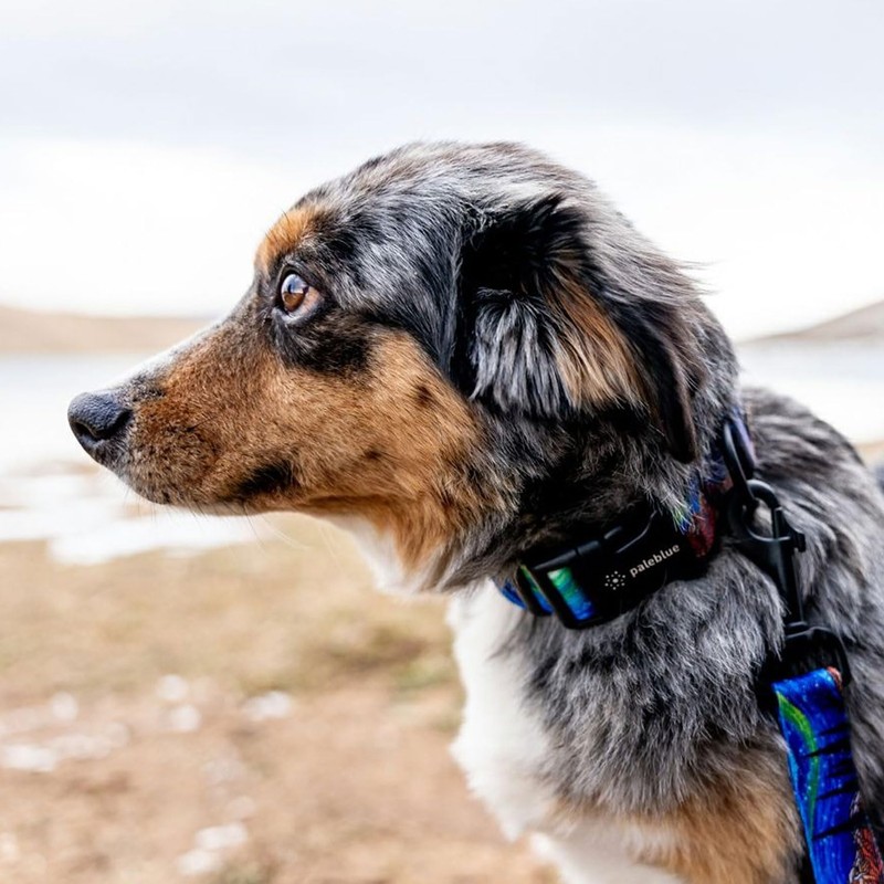 WOLFGANG/WOLFGANG MountainVibes COLLAR Large Size Width 1.0 inches (2.5 cm)