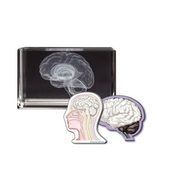 Brain 3D Laser 1lb Crystal with Brain Sticky Notepad, Anatomy, Neurology, Mind