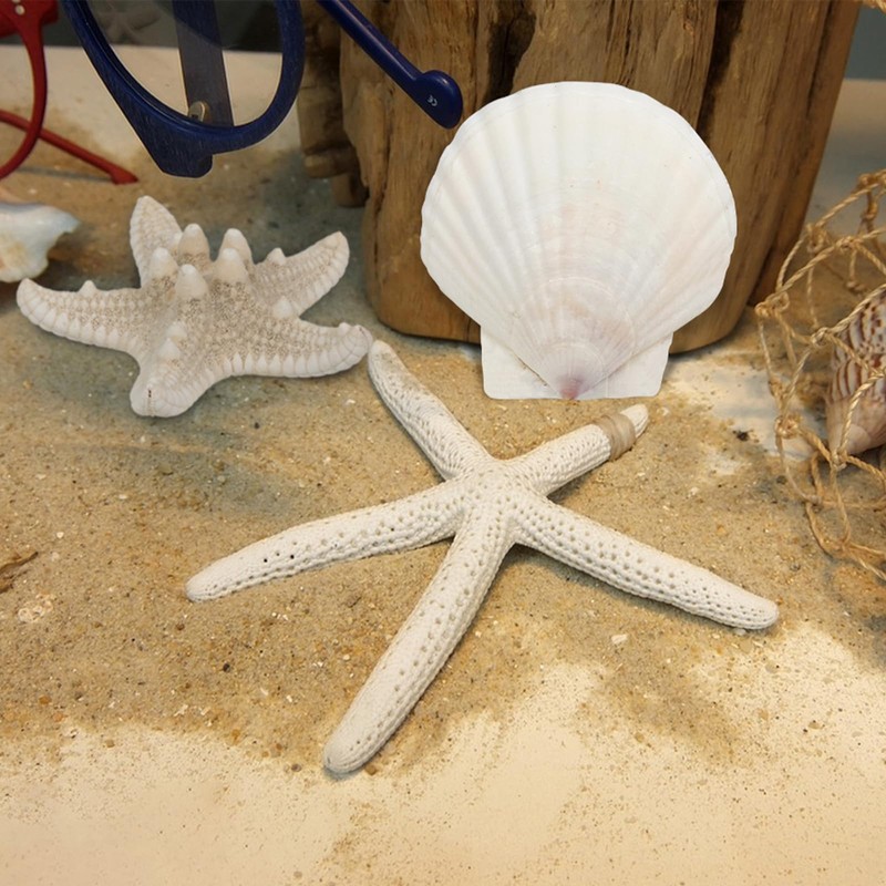 TaoQ C 15 PCS Starfish and Scallop Shells, 5cm-10cm Natural