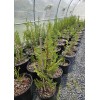Simple Tree Fast Draining Mix, Indoor Outdoor, Organic, Soil-less, Peat-Free,