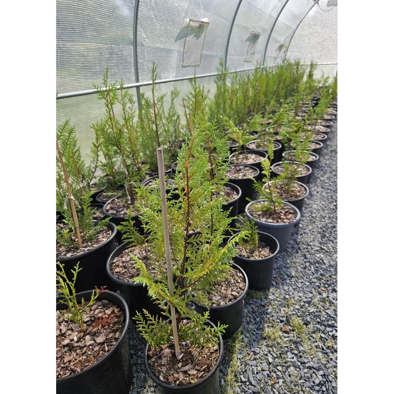 Simple Tree Fast Draining Mix, Indoor Outdoor, Organic, Soil-less, Peat-Free,