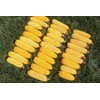 24 ears corn--squirrels animals and crafts new crop--IOWA CORN