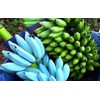 hope's garden ICE CREAM (BLUE JAVA)Live Musa Banana Tree-WELL ROOTED