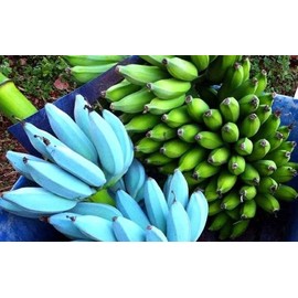 hope's garden ICE CREAM (BLUE JAVA)Live Musa Banana Tree-WELL ROOTED STARTER PLANT