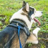 LATRAT Dog Training Lead 0.36 - 30 m Long Lead