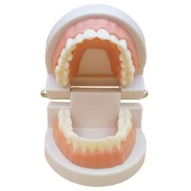 Dental Model, Dental Model, Implant Bridge Dental Dental Research Description Teaching Materials Learning (Small Pink)