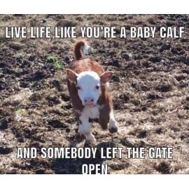 Inspirational    baby calf quote refrigerator magnet  3 1/2"x 4 1/2" Made  USA