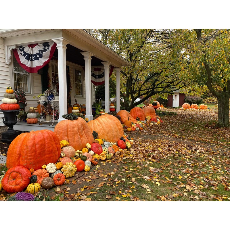 Ron Wallace's Whoppers Giant Pumpkin Seeds (5 Seeds per Package)