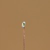20pcs Pre-Wired Micro 0.1mm Copper Wired SMD LED 0603 C0603W-20