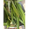 ORGANICO Physical, Graffiti DRAGON FRUIT CUTTINGS 8+ Inches
