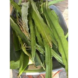 ORGANICO Physical, Graffiti DRAGON FRUIT CUTTINGS 8+ Inches