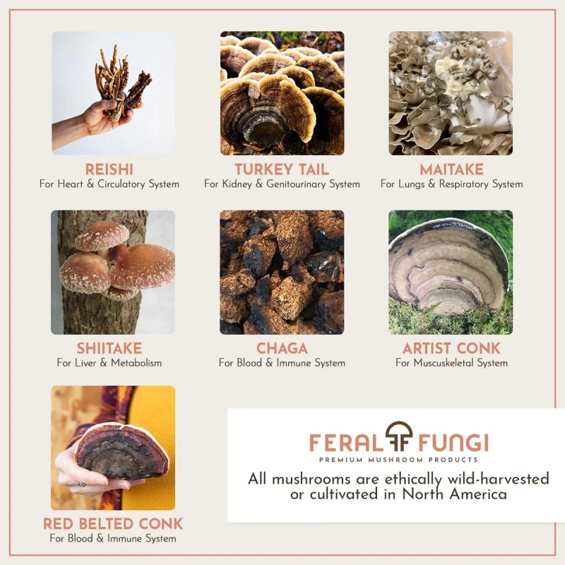 Feral Fungi Myco-vitality Extracto Triple Hongos 1oz
