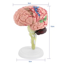 Anatomical Human Brain Model Brain Anatomy Model Disassembled Anatomical Human Brain Model Medical Teaching Tool, Brain Model, Science Display Model Teaching Tool