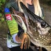 LMAB KØFI Bleak Pintail 11 cm - No Action Shad