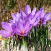 50 Saffron Crocus Sativus Corms Bulbs -Large 9 Cm Corms