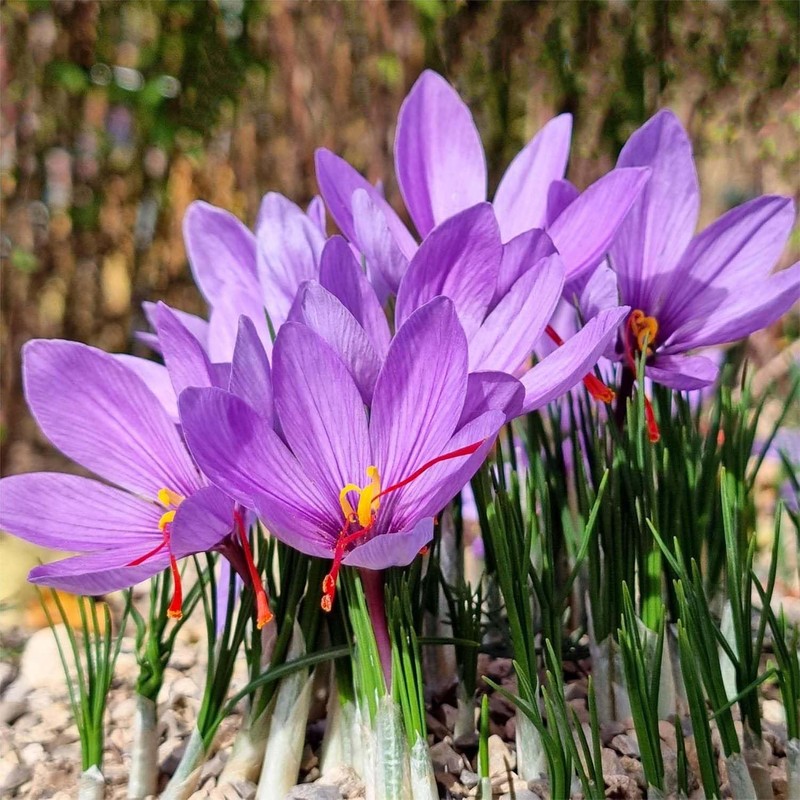 50 Saffron Crocus Sativus Corms Bulbs -Large 9 Cm Corms
