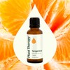 Plant Therapy Tangerine Essential Oil 30 mL (1 oz) 100%
