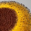 Craig Bachman 6.25" Flower Head Center: Yellow/Brown - Wreath Accent