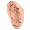 Ear Sticker Acupuncture Kit 600pcs Ear Massage Sticker Acupuncture Model