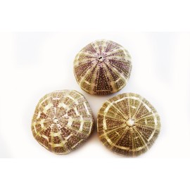 (6) Large Alfonso Gator Sea Urchins 3" - 4" Coastal Beach Cottage Craft Decor