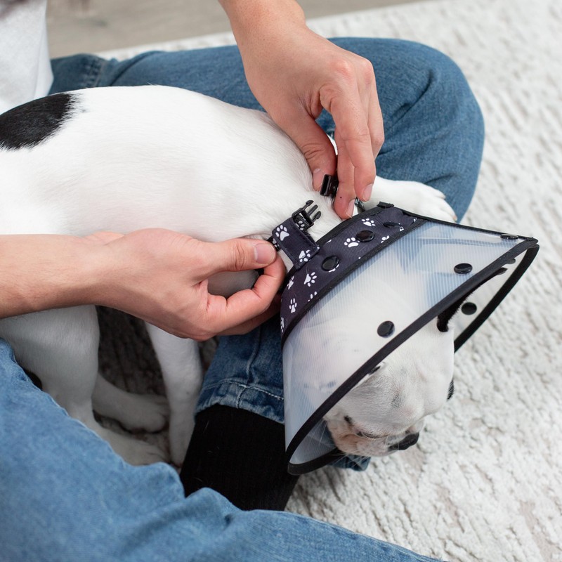 Soft Cone for Cats and Small Dogs - After Surgery