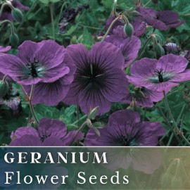 Fresh 100+ Geranium Seeds -Dragonheart - Fragrant - Fresh Flower Seeds Non GMO - 100 Seeds