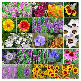 US Native Wildflower Mix - Annuals and Perennials Approx. 6500+ Seeds