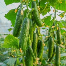 Cucumber Seeds, Pack of 70+ Long Green Cucumber Seeds for Planting, Vegetable Seeds for Planting