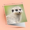 1 x Greeting Card Little Cute Meerkat Animals Mongoose -