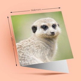 1 x Greeting Card Little Cute Meerkat Animals Mongoose - Blank Birthday Celebration Anniversary #8554