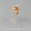 Perfeclan Human Shoulder Joint Model with Base, Teaching Tool, Shoulder