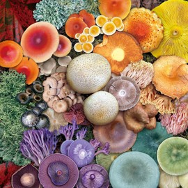 Mushroom Puzzle 1000 Piece Puzzle for Adults, Magic Mushroom Jigsaw Puzzles, Colorful Mushroom Toadstool Nature Wildlife Puzzle Rainbow Fungi Puzzles