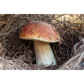 Morello Mushroom Porcini King Bolete Mushroom Spores in Sawdust Bag Jumbo Grow Kit Makes 25 gal