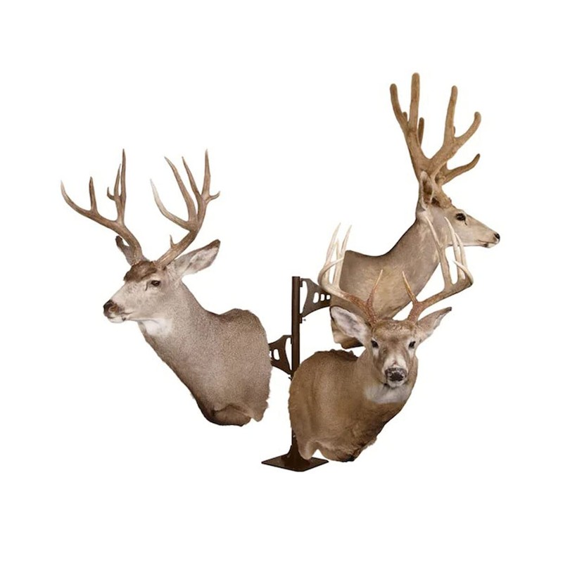 Skull Hooker Trophy Tree Pedestal Powder-Coated Steel Shoulder Mount -
