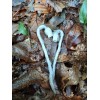 Ghost Pipe Tincture 4oz Harvested In Pennsylvania FREE Shipping