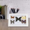 Jeffergarden Framed Butterflies Specimen, 9.5 * 29.5 * 4 cm