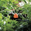 Claber Adjustable Sprinkler/Shrubbler Pack of 25, Orange and Black, 33