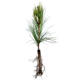 Qty 25 Organic Loblolly Pine | Pinus Taeda | Naturally Sprouted Starter Pine Tree Seedlings 6" to 12" inch
