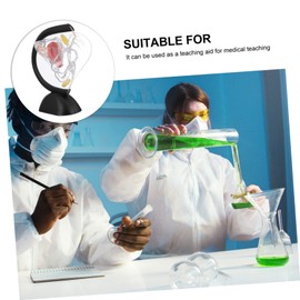 ULTECHNOVO Transparent Uterus Model The Mannequin Anatomy Model Human Uterus Model PVC Medical Nurse