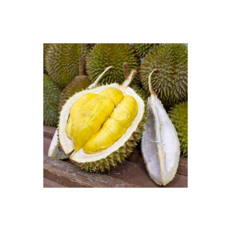 Garden Durian Wafers # B3445, 7-Ounce (Pack of 8)