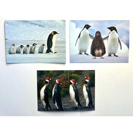 Edition Colibri Penguine Funny Postcard Set with 3 Different Postcards of Penguins in Antarctica (11028)