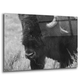 Epic Art 'Yellowstone Bison' by Lori Deiter, Acrylic Glass Wall Art, 36"x24"