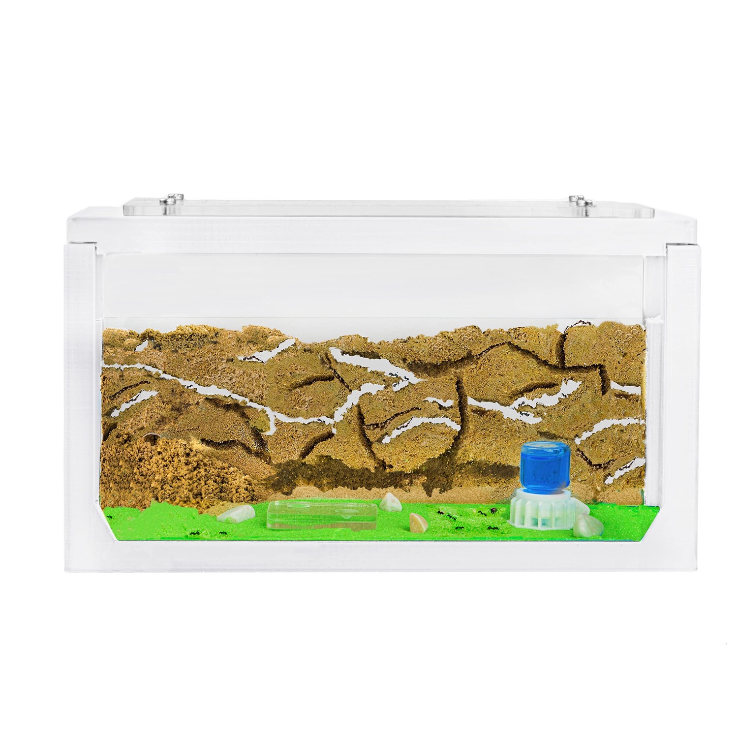 AntHouse - Ant Farm with Ants Starter Set | 3D Ant Farm 20 x 10 x 10 cm ...